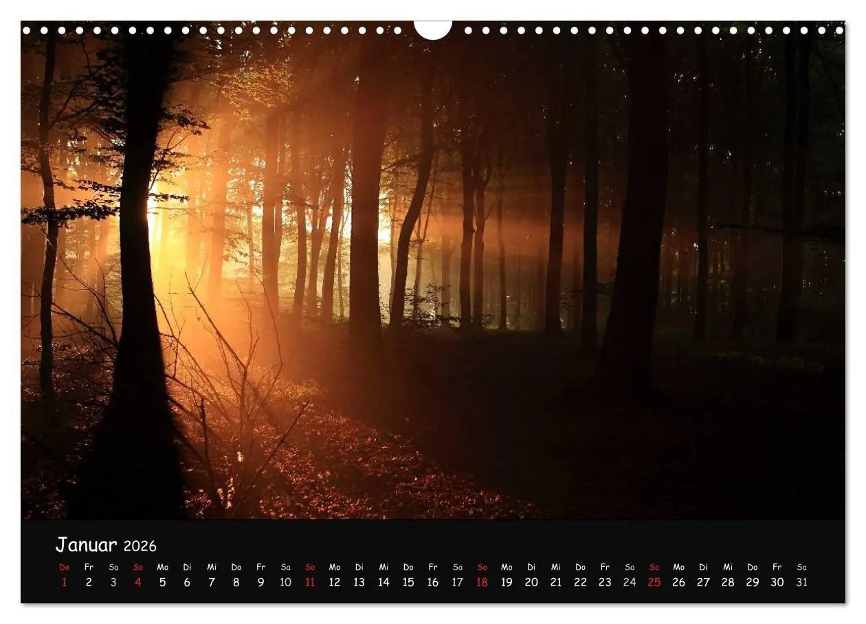 Bild: 9783516208450 | Lichter im Wald (Wandkalender 2026 DIN A3 quer), CALVENDO...
