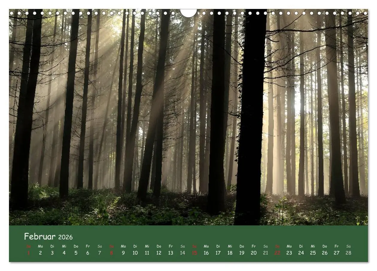 Bild: 9783516208450 | Lichter im Wald (Wandkalender 2026 DIN A3 quer), CALVENDO...