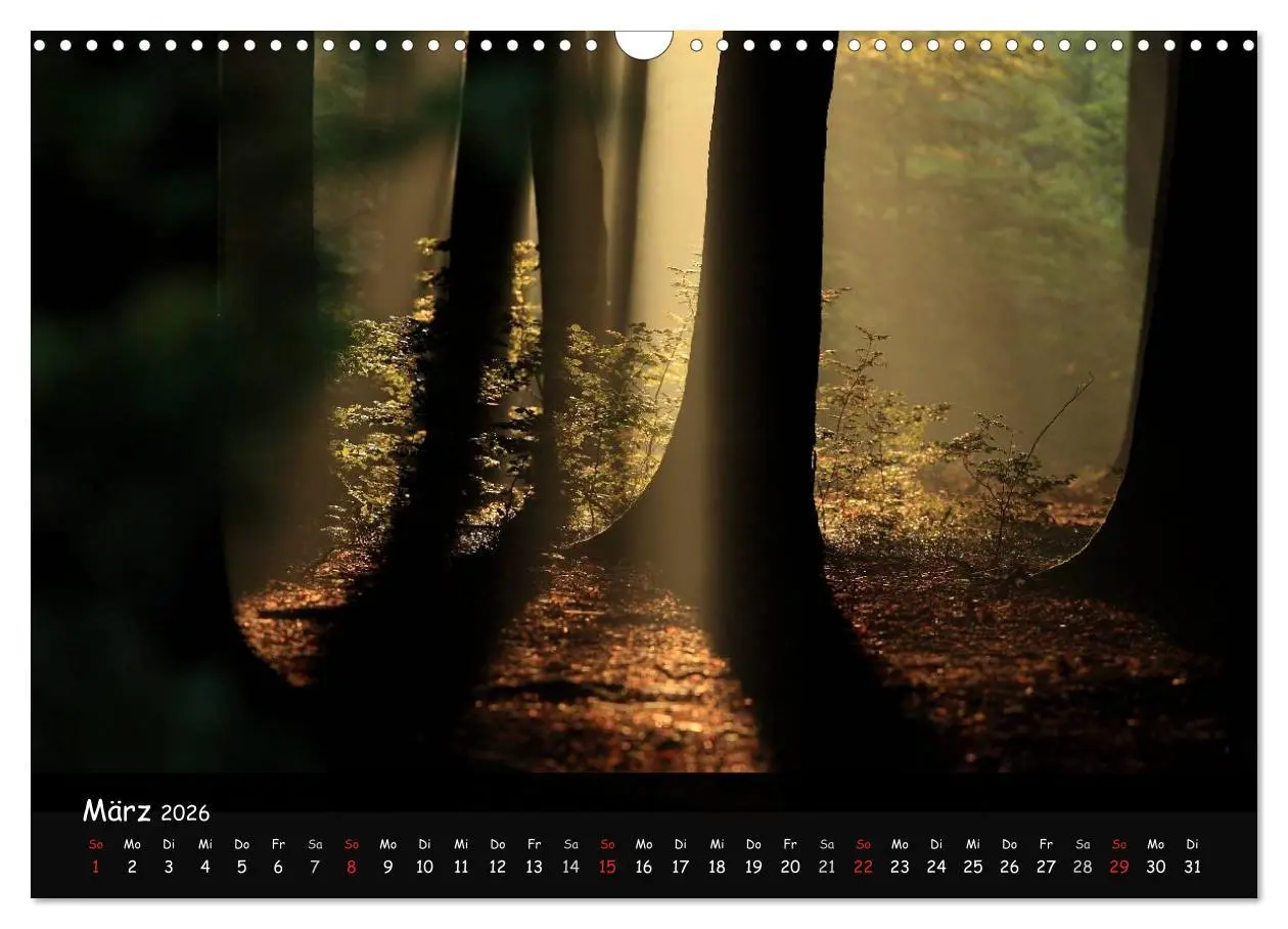 Bild: 9783516208450 | Lichter im Wald (Wandkalender 2026 DIN A3 quer), CALVENDO...