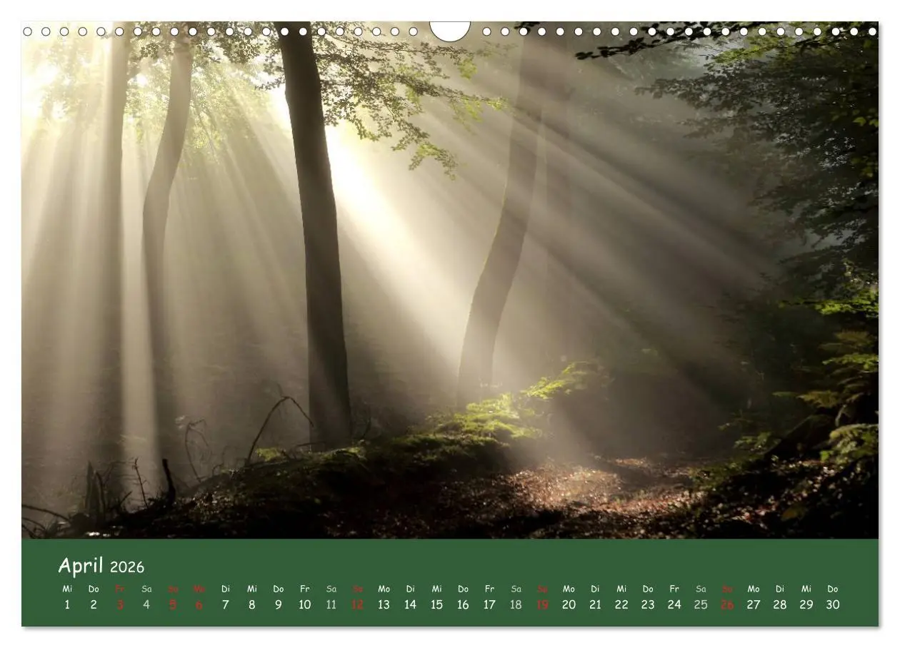 Bild: 9783516208450 | Lichter im Wald (Wandkalender 2026 DIN A3 quer), CALVENDO...