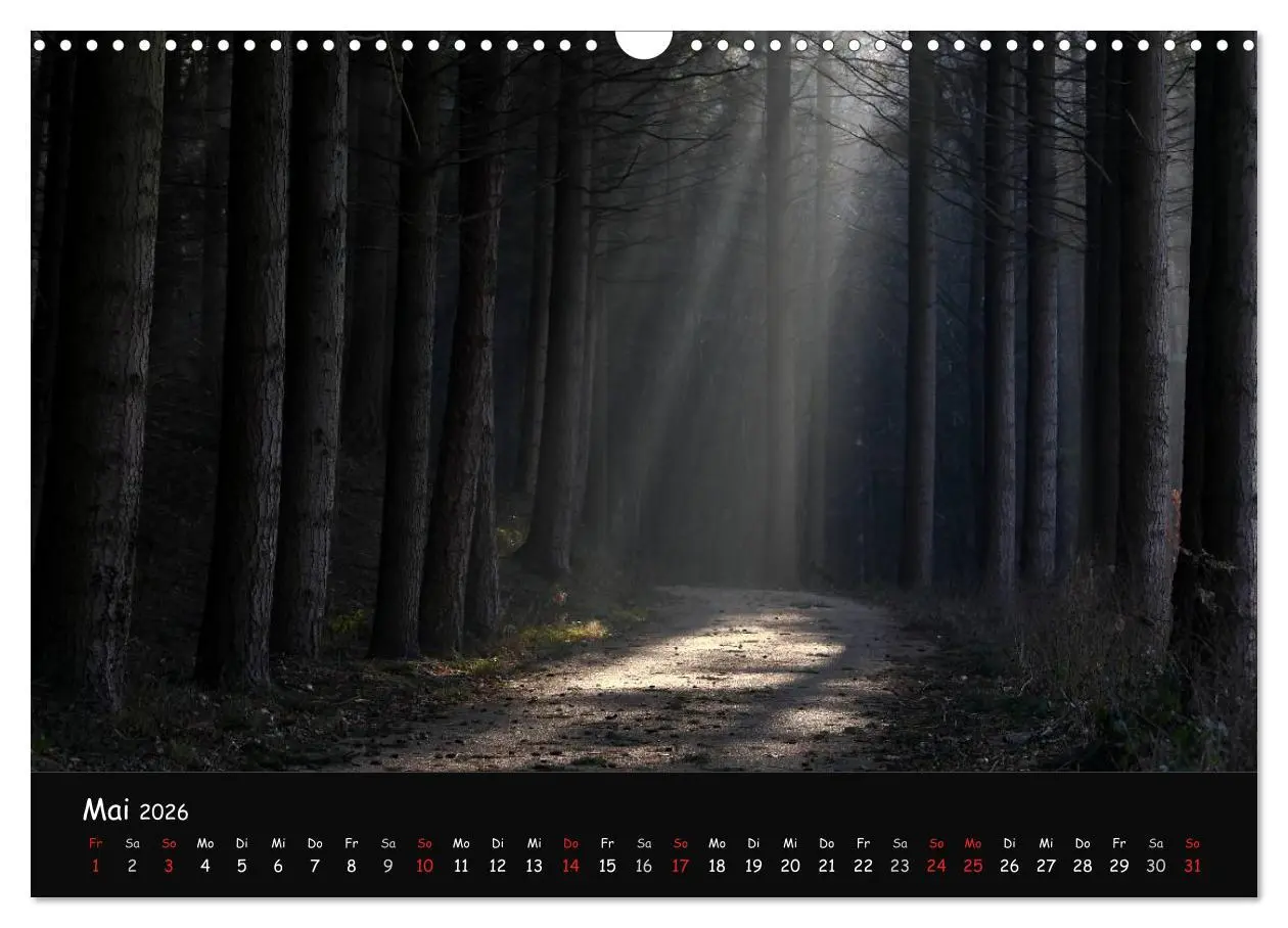 Bild: 9783516208450 | Lichter im Wald (Wandkalender 2026 DIN A3 quer), CALVENDO...