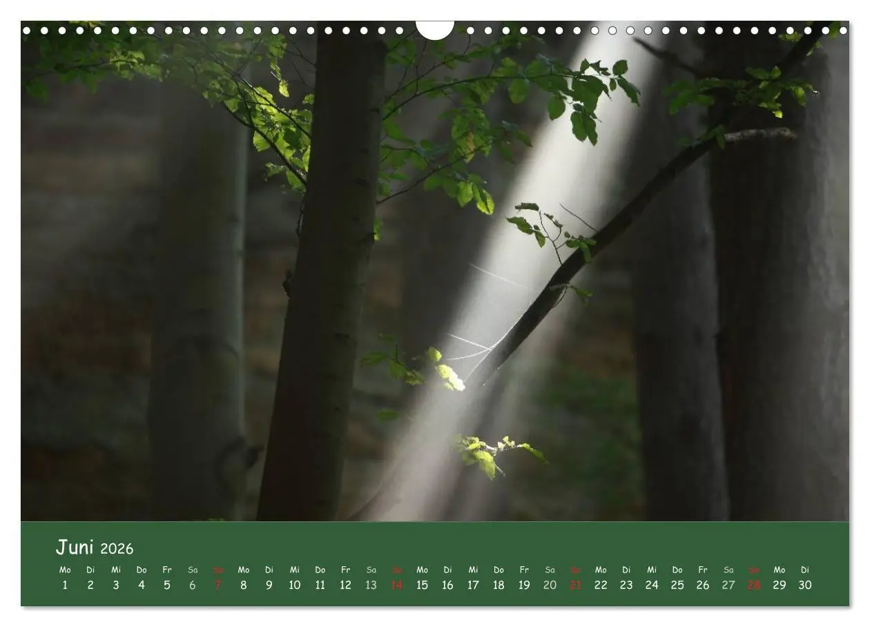 Bild: 9783516208450 | Lichter im Wald (Wandkalender 2026 DIN A3 quer), CALVENDO...