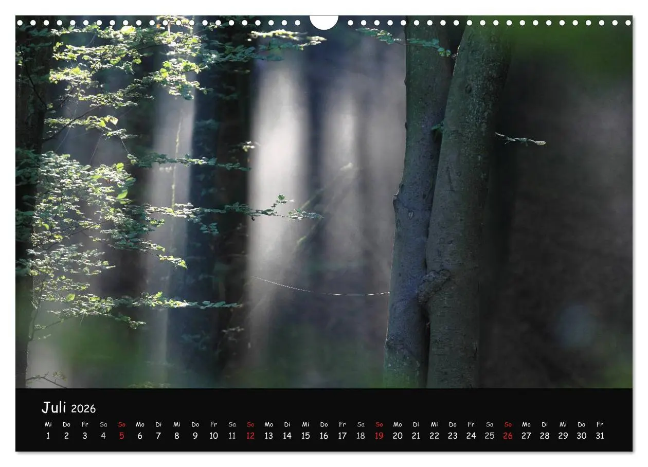 Bild: 9783516208450 | Lichter im Wald (Wandkalender 2026 DIN A3 quer), CALVENDO...