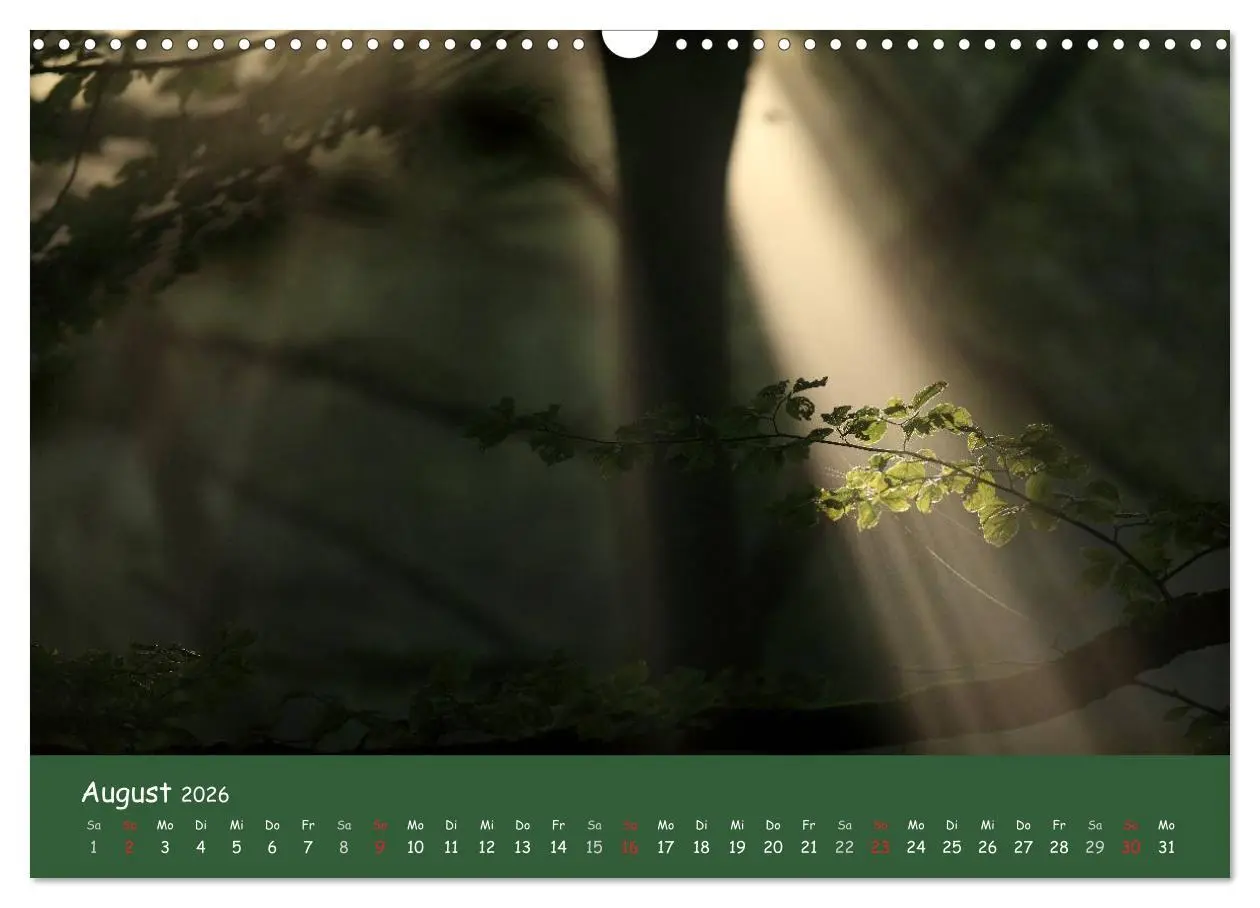 Bild: 9783516208450 | Lichter im Wald (Wandkalender 2026 DIN A3 quer), CALVENDO...