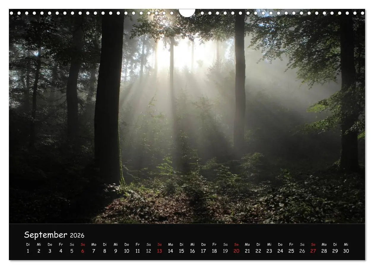 Bild: 9783516208450 | Lichter im Wald (Wandkalender 2026 DIN A3 quer), CALVENDO...