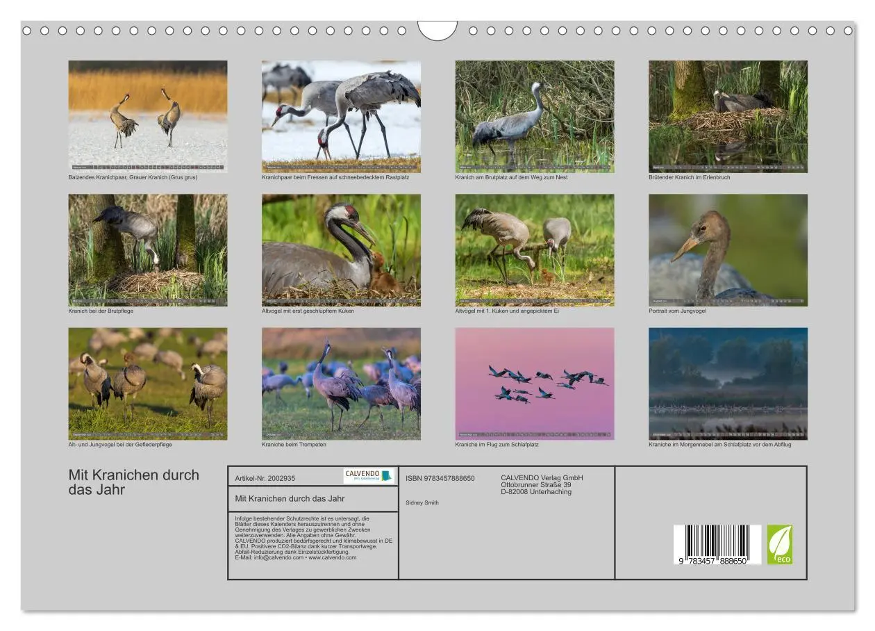 Bild: 9783457888650 | Mit Kranichen durch das Jahr (Wandkalender 2026 DIN A3 quer),...