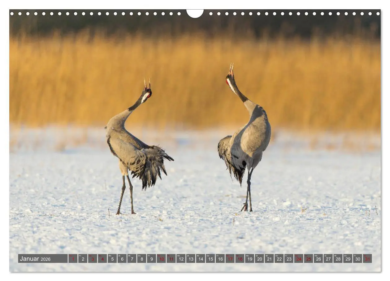 Bild: 9783457888650 | Mit Kranichen durch das Jahr (Wandkalender 2026 DIN A3 quer),...