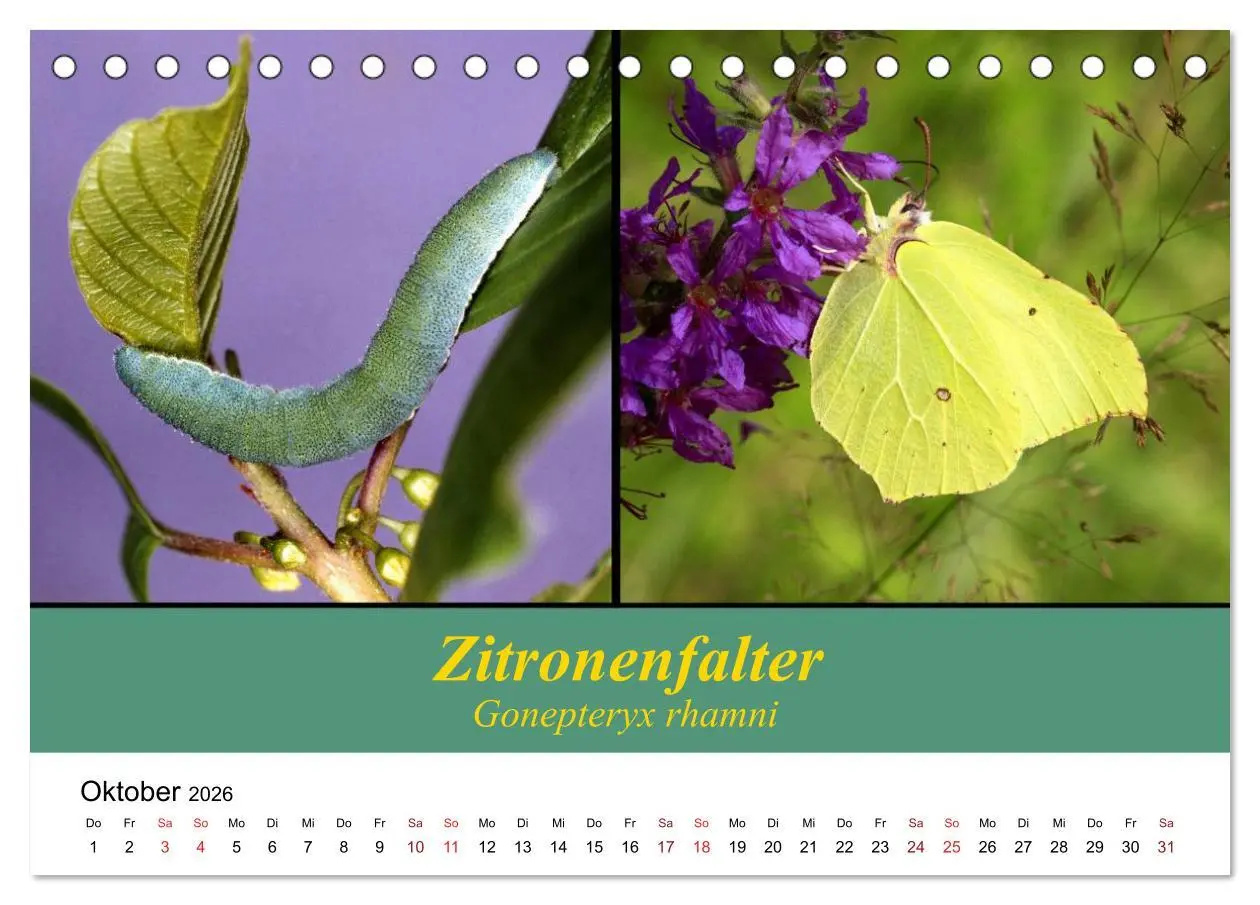 Bild: 9783457958650 | Zwei Leben, Raupe und Schmetterling (Tischkalender 2026 DIN A5...