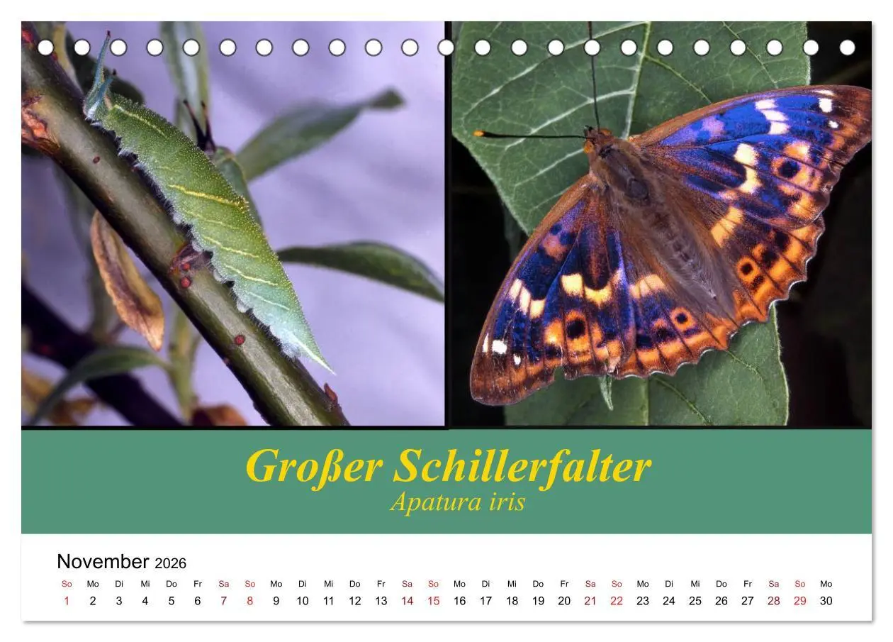 Bild: 9783457958650 | Zwei Leben, Raupe und Schmetterling (Tischkalender 2026 DIN A5...