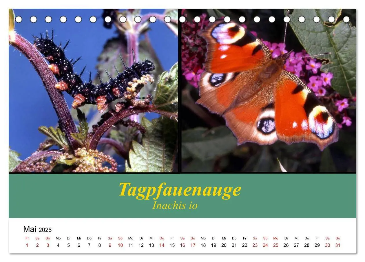 Bild: 9783457958650 | Zwei Leben, Raupe und Schmetterling (Tischkalender 2026 DIN A5...