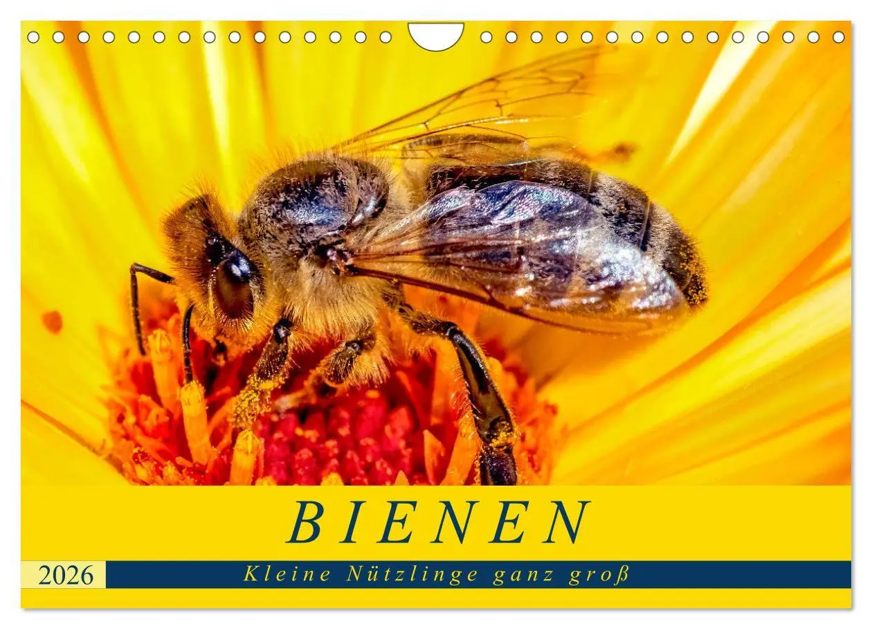 Cover: 9783457798850 | BIENEN - Kleine Nützlinge ganz groß (Wandkalender 2026 DIN A4...