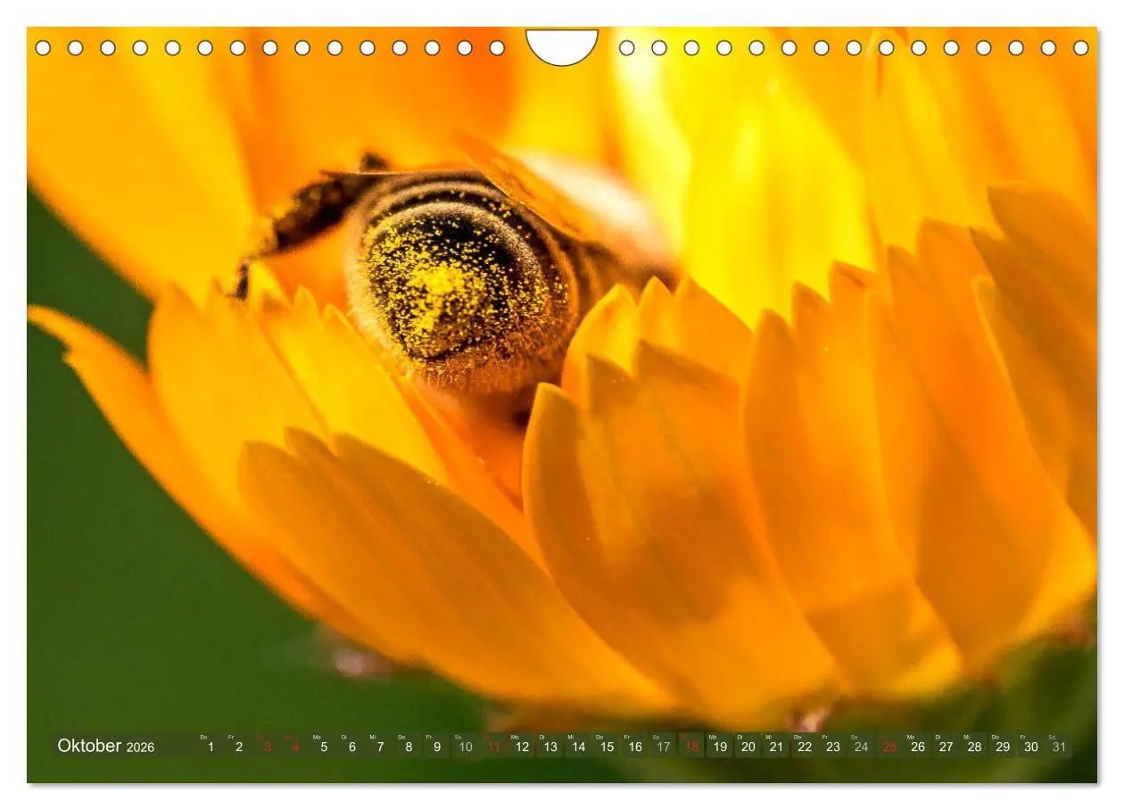 Bild: 9783457798850 | BIENEN - Kleine Nützlinge ganz groß (Wandkalender 2026 DIN A4...