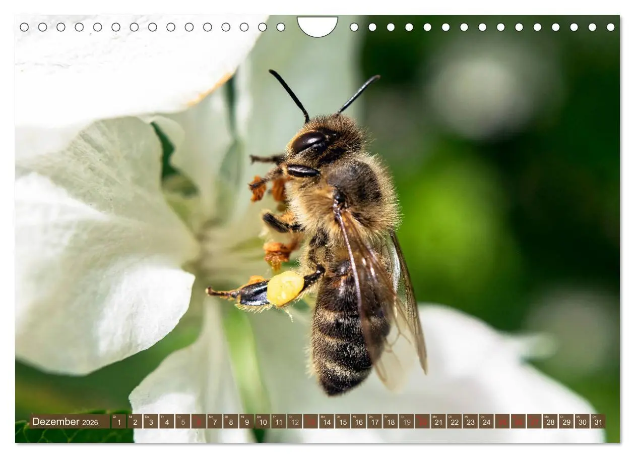 Bild: 9783457798850 | BIENEN - Kleine Nützlinge ganz groß (Wandkalender 2026 DIN A4...