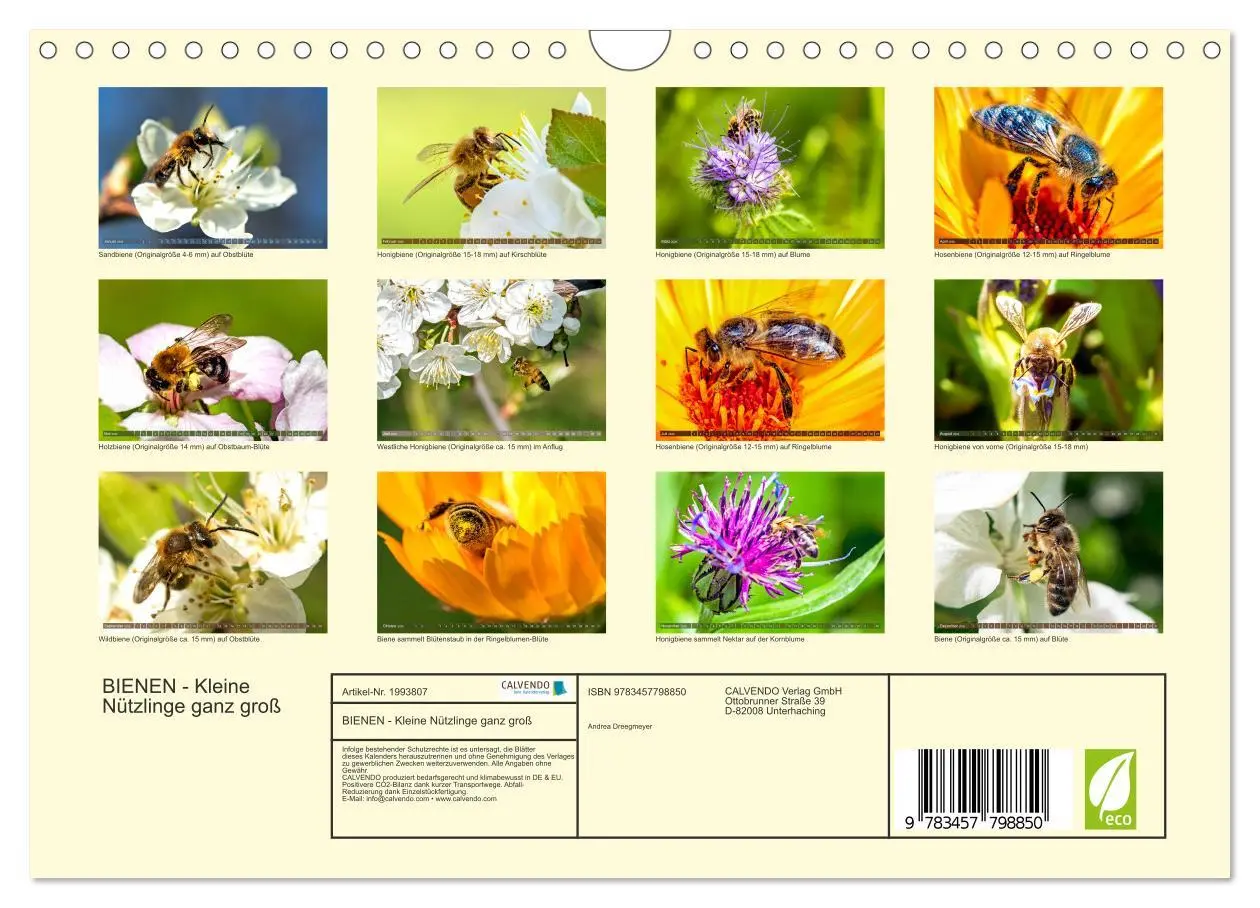 Bild: 9783457798850 | BIENEN - Kleine Nützlinge ganz groß (Wandkalender 2026 DIN A4...