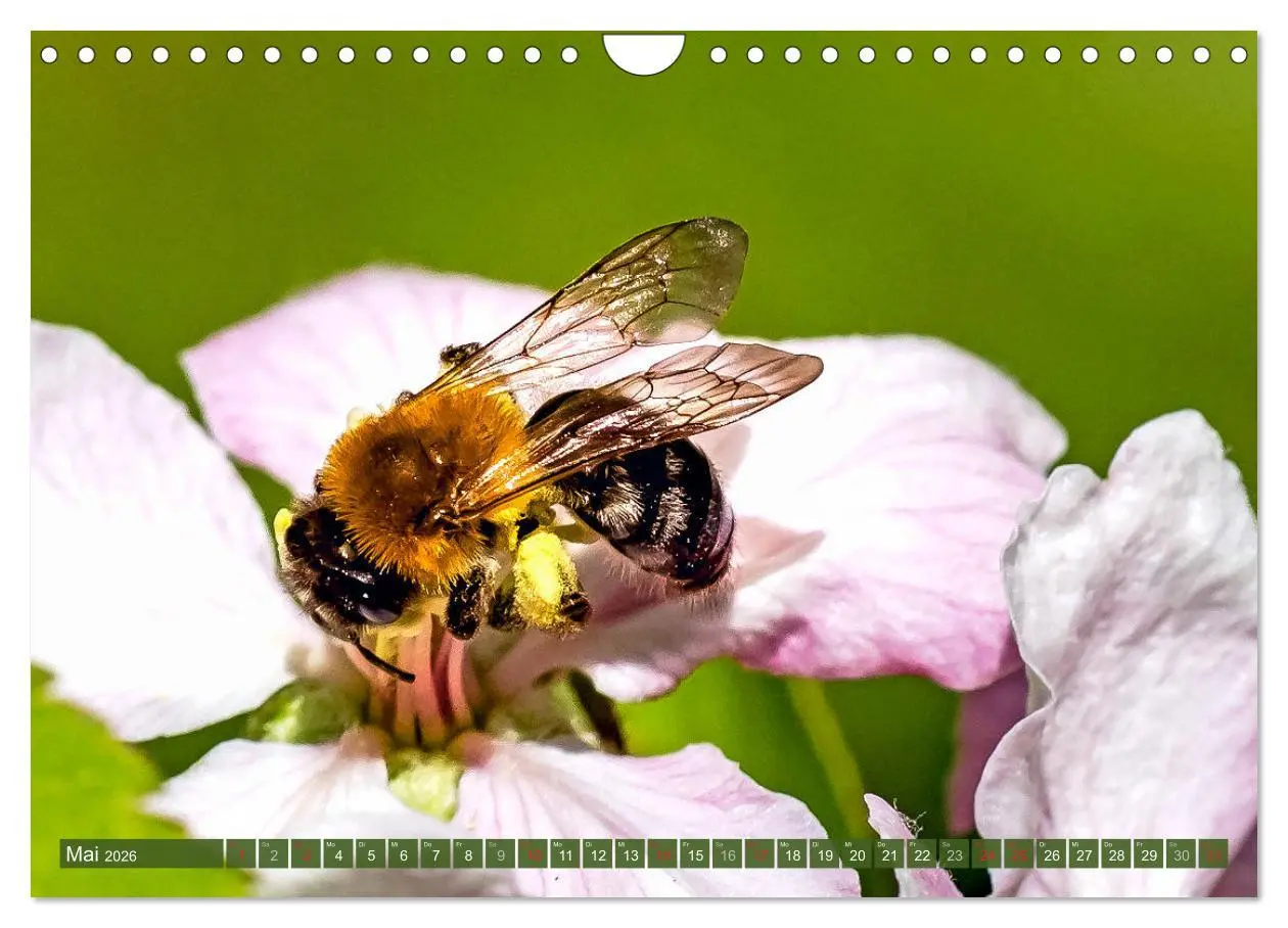 Bild: 9783457798850 | BIENEN - Kleine Nützlinge ganz groß (Wandkalender 2026 DIN A4...