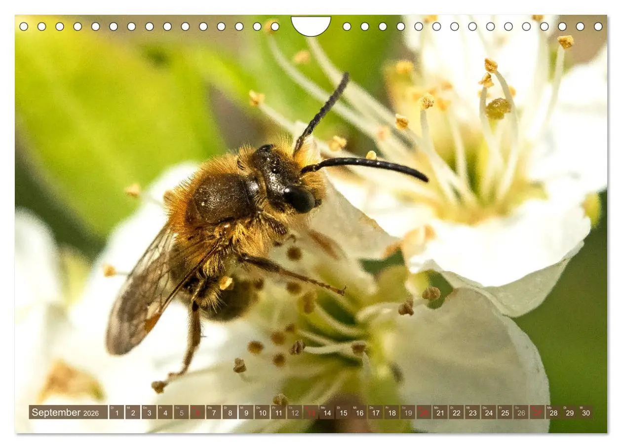 Bild: 9783457798850 | BIENEN - Kleine Nützlinge ganz groß (Wandkalender 2026 DIN A4...