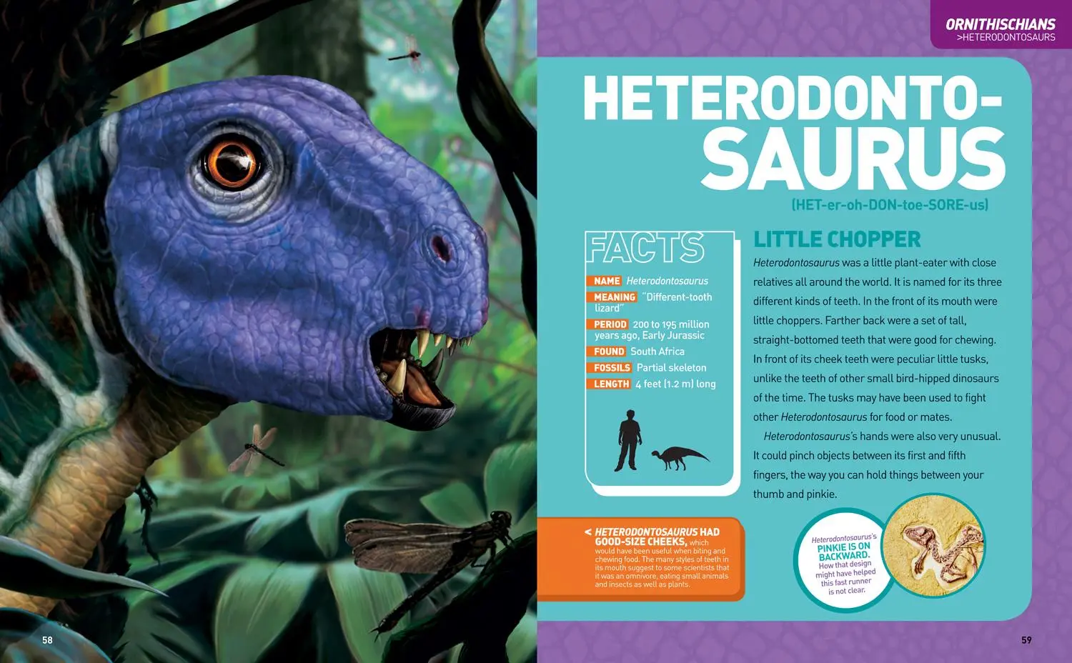 Bild: 9781426329050 | National Geographic Kids Ultimate Dinopedia, Second Edition | Lessem
