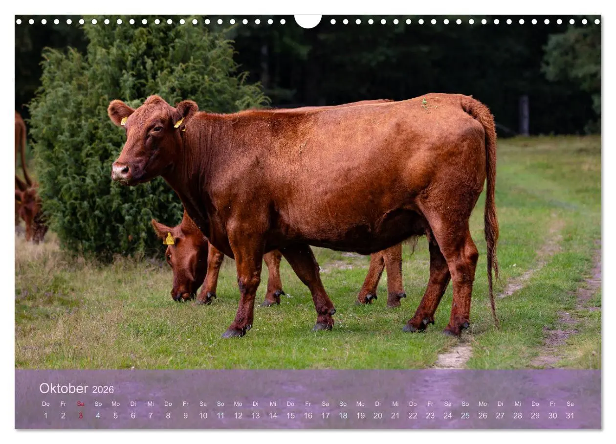 Bild: 9783457599150 | Naturschutzgebiet Lüneburger Heide (Wandkalender 2026 DIN A3 quer),...