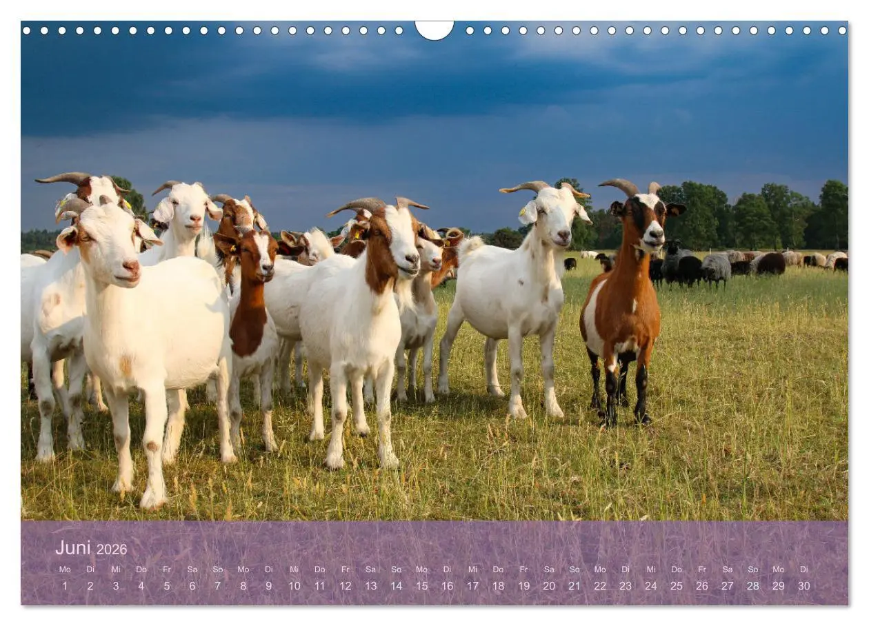 Bild: 9783457599150 | Naturschutzgebiet Lüneburger Heide (Wandkalender 2026 DIN A3 quer),...