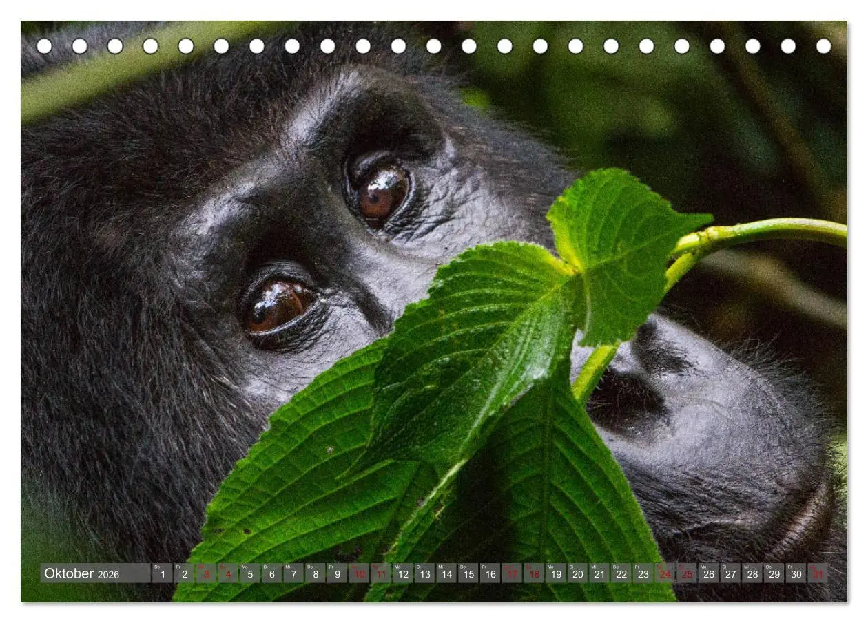 Bild: 9783457739150 | Gorillas ohne Nebel (Tischkalender 2026 DIN A5 quer), CALVENDO...