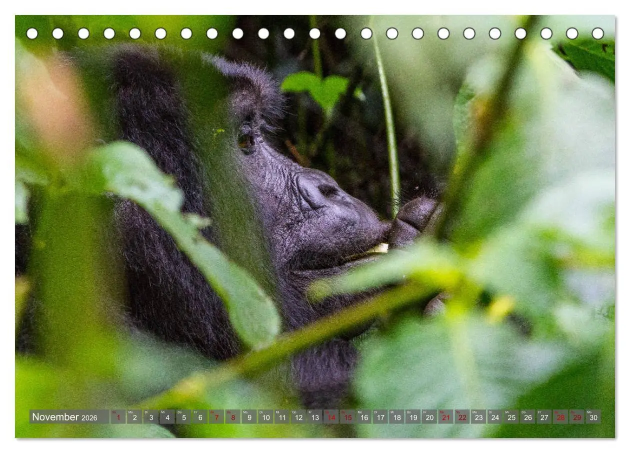 Bild: 9783457739150 | Gorillas ohne Nebel (Tischkalender 2026 DIN A5 quer), CALVENDO...