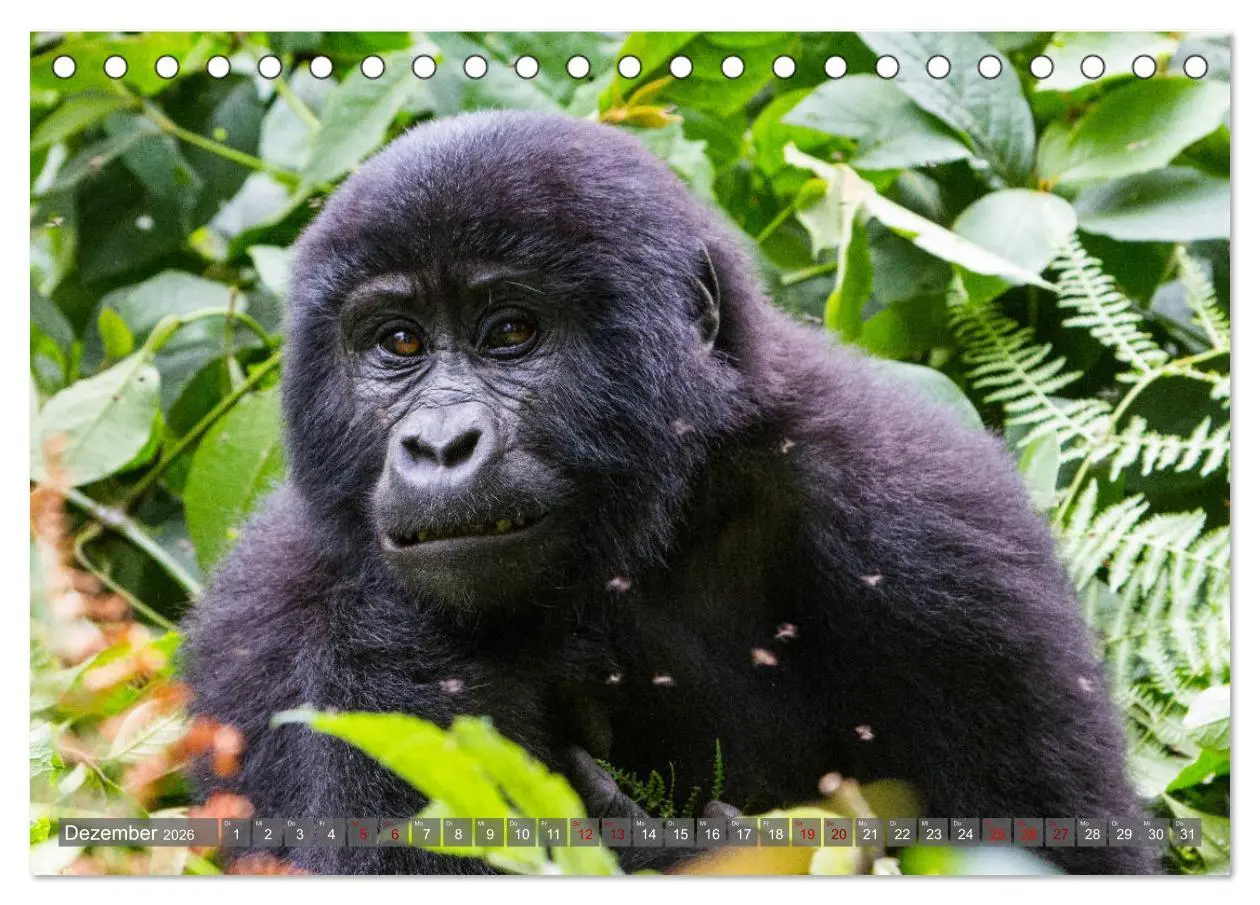 Bild: 9783457739150 | Gorillas ohne Nebel (Tischkalender 2026 DIN A5 quer), CALVENDO...