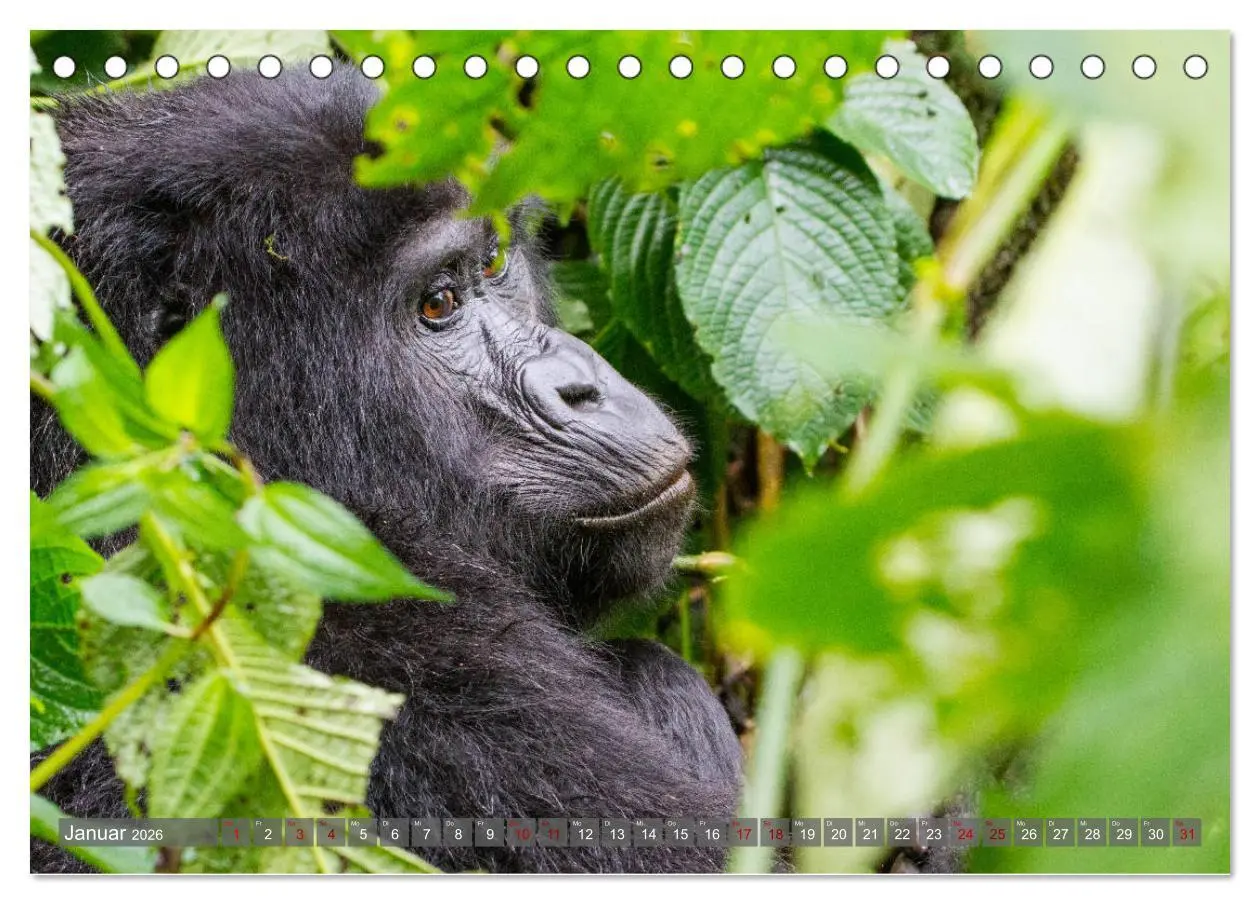 Bild: 9783457739150 | Gorillas ohne Nebel (Tischkalender 2026 DIN A5 quer), CALVENDO...