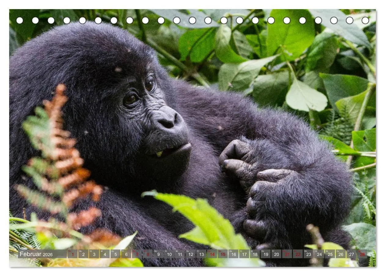 Bild: 9783457739150 | Gorillas ohne Nebel (Tischkalender 2026 DIN A5 quer), CALVENDO...
