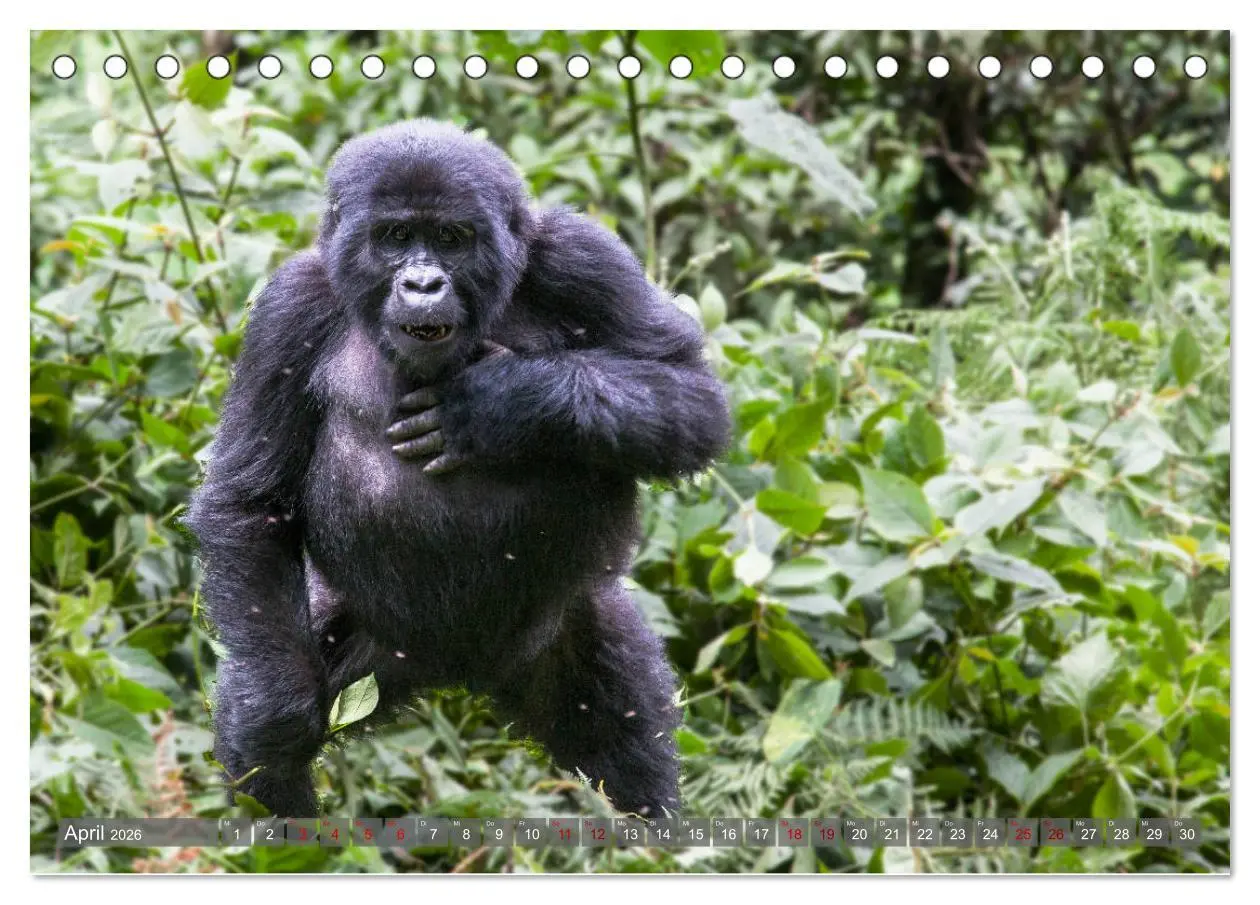 Bild: 9783457739150 | Gorillas ohne Nebel (Tischkalender 2026 DIN A5 quer), CALVENDO...