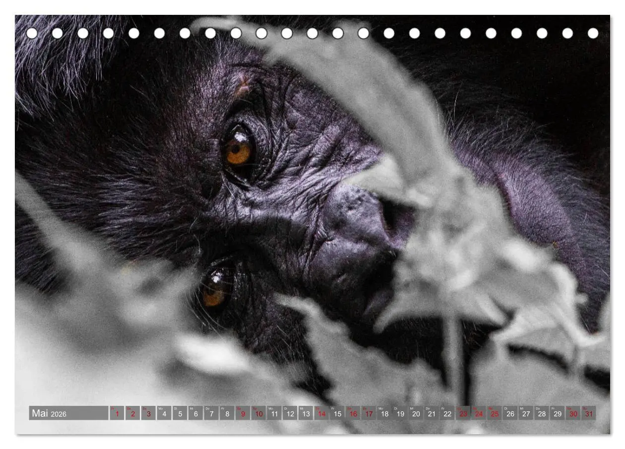 Bild: 9783457739150 | Gorillas ohne Nebel (Tischkalender 2026 DIN A5 quer), CALVENDO...