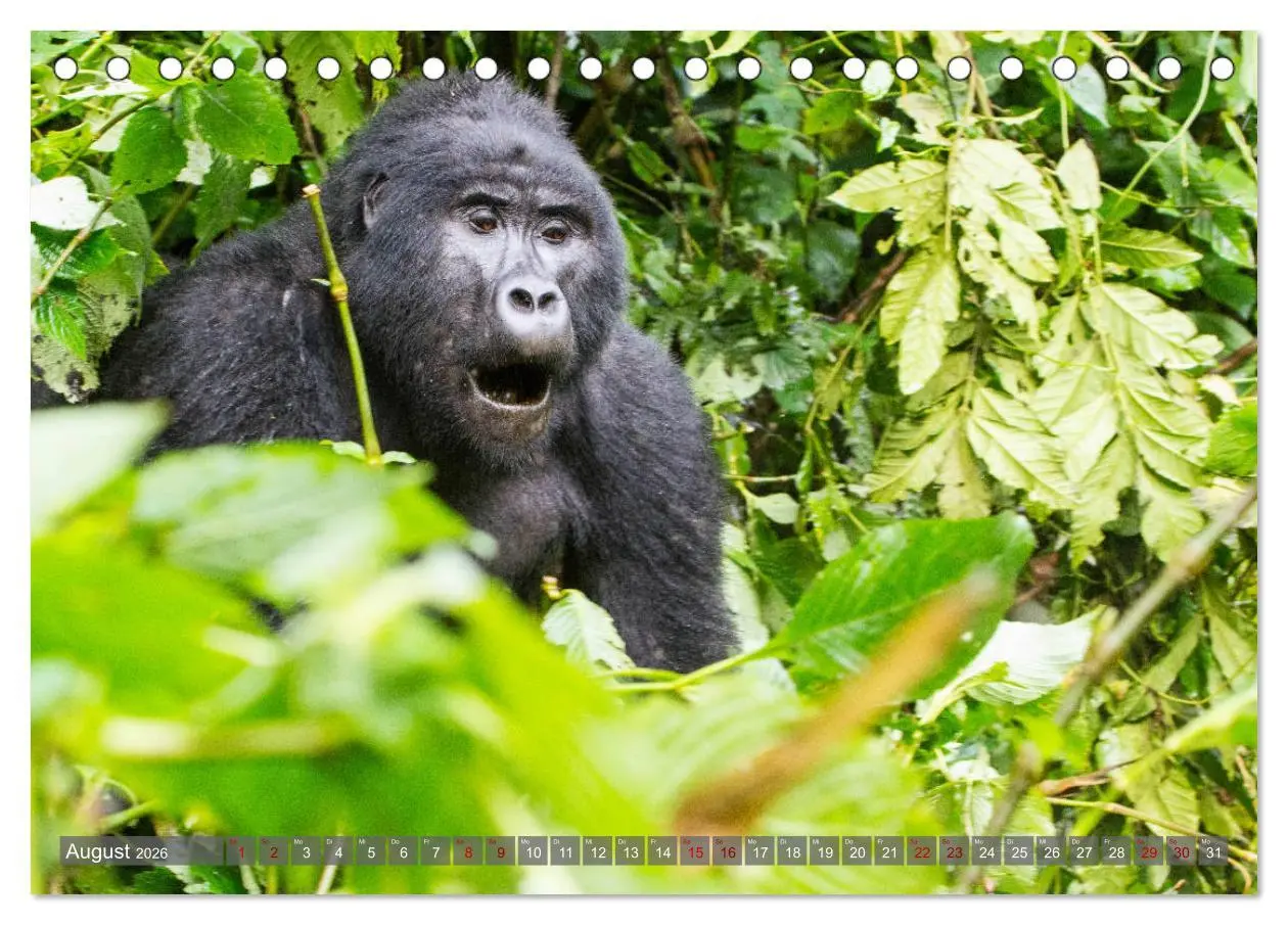 Bild: 9783457739150 | Gorillas ohne Nebel (Tischkalender 2026 DIN A5 quer), CALVENDO...