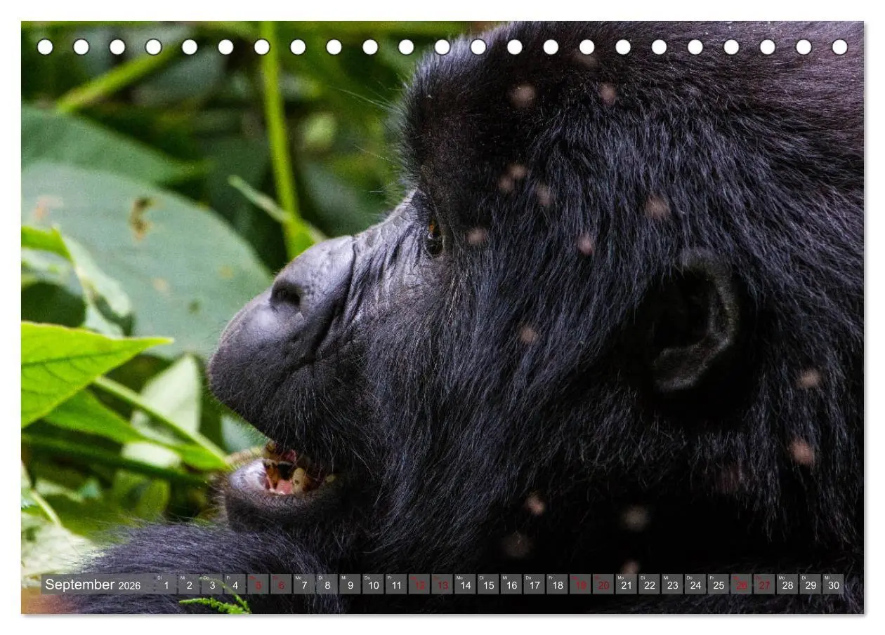 Bild: 9783457739150 | Gorillas ohne Nebel (Tischkalender 2026 DIN A5 quer), CALVENDO...