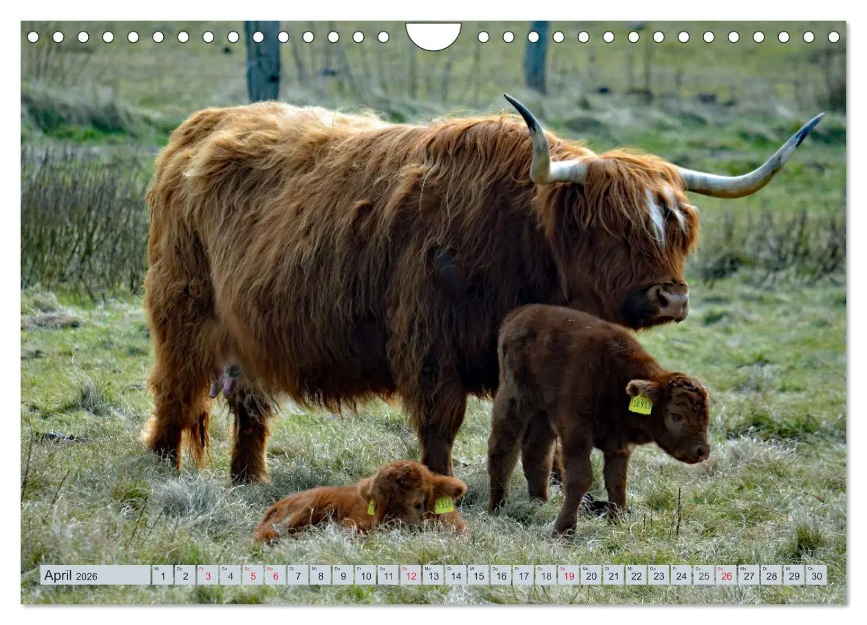 Bild: 9783457729250 | Langeoog - Natur Pur (Wandkalender 2026 DIN A4 quer), CALVENDO...