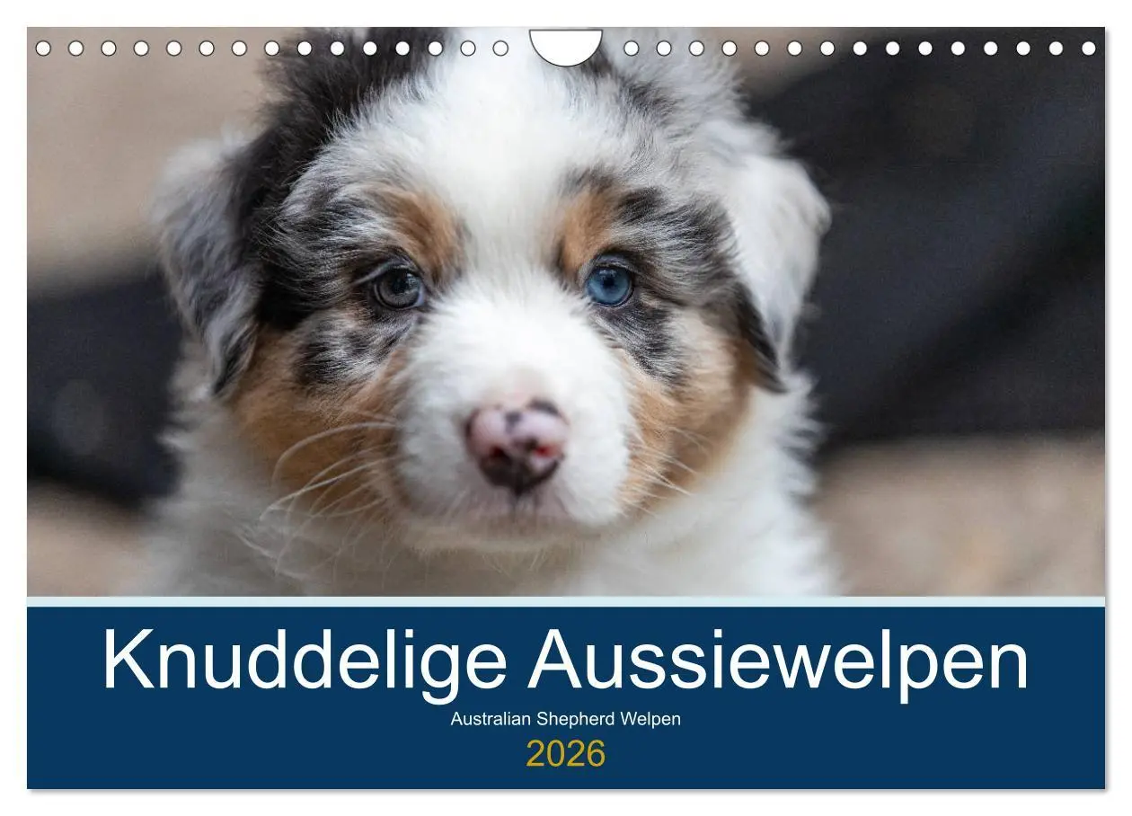 Cover: 9783457719350 | Australian Shepherd Welpen 2026 (Wandkalender 2026 DIN A4 quer),...