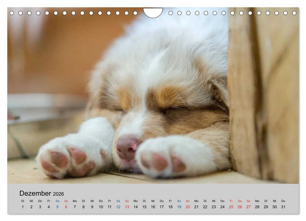 Bild: 9783457719350 | Australian Shepherd Welpen 2026 (Wandkalender 2026 DIN A4 quer),...