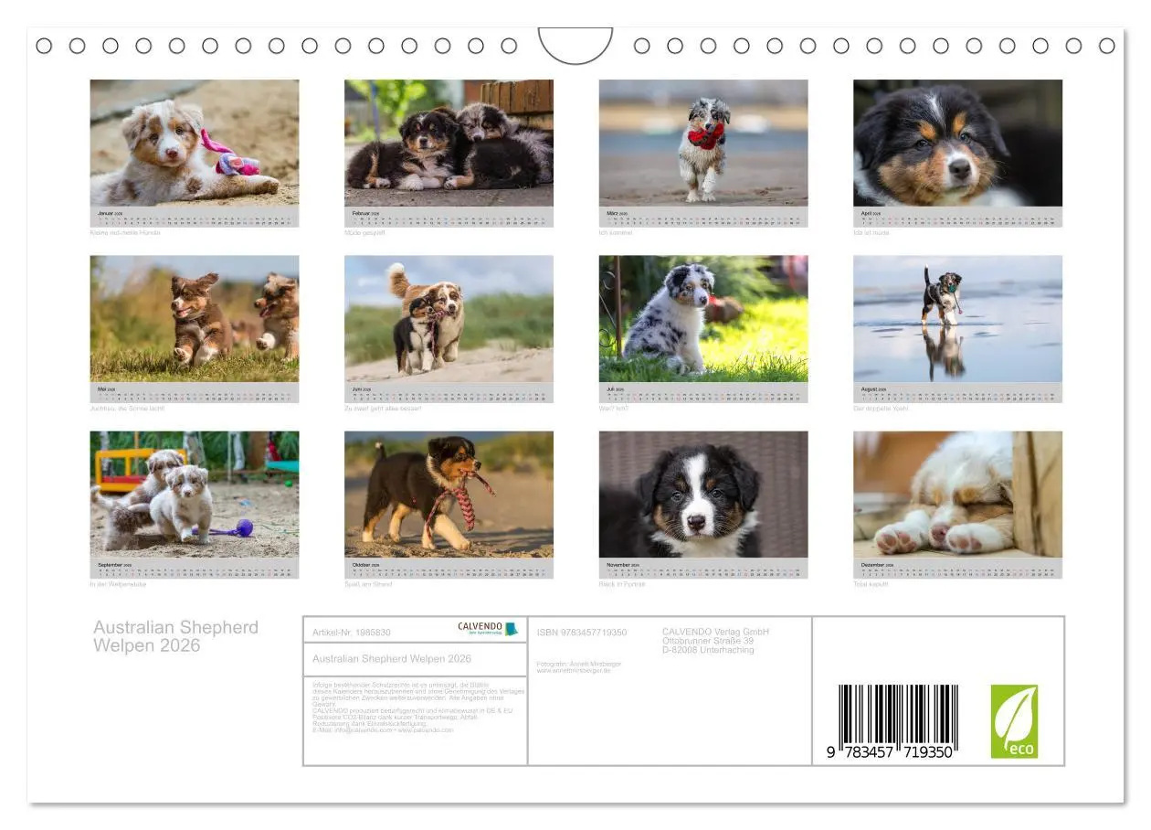 Bild: 9783457719350 | Australian Shepherd Welpen 2026 (Wandkalender 2026 DIN A4 quer),...