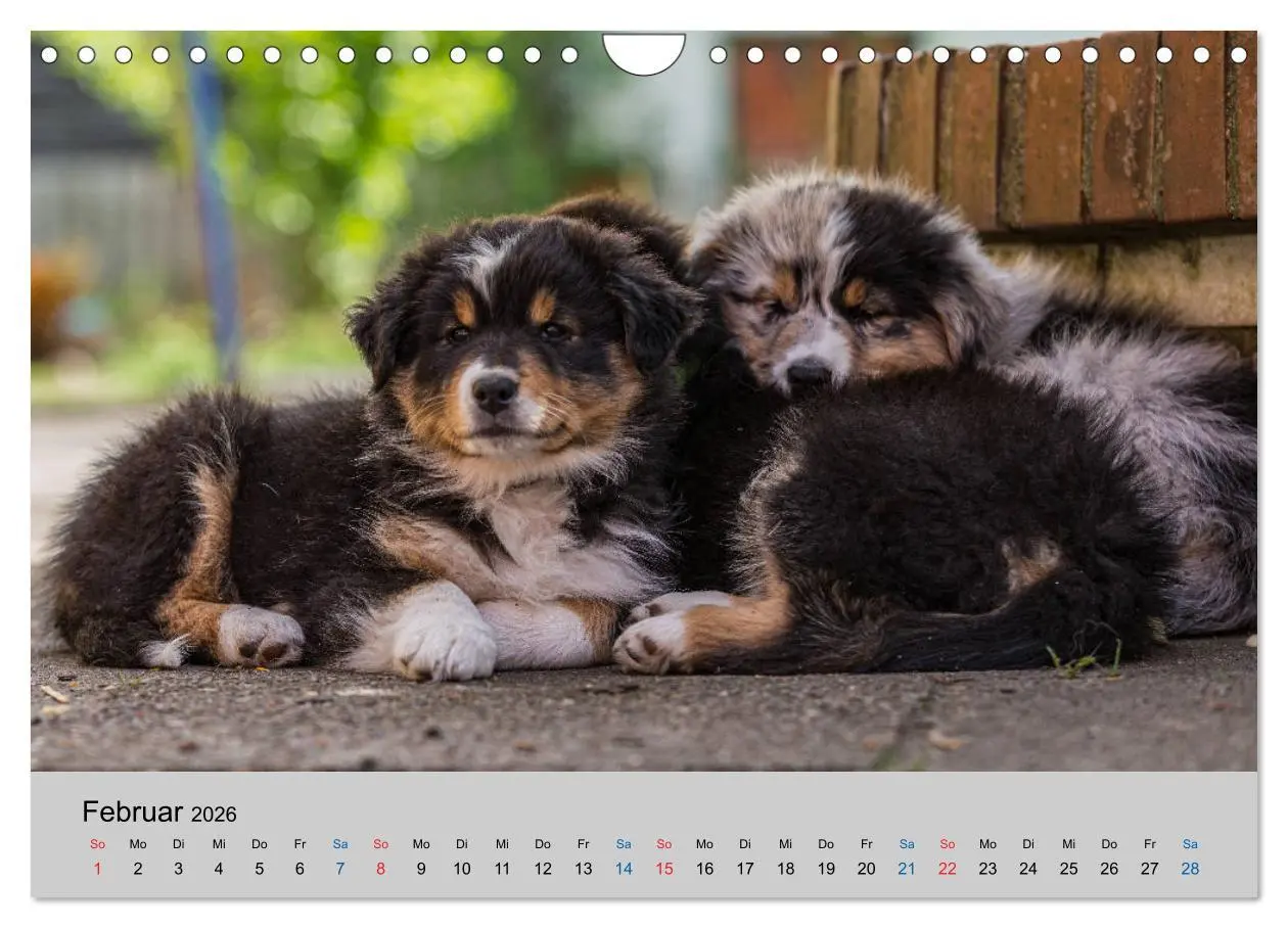 Bild: 9783457719350 | Australian Shepherd Welpen 2026 (Wandkalender 2026 DIN A4 quer),...