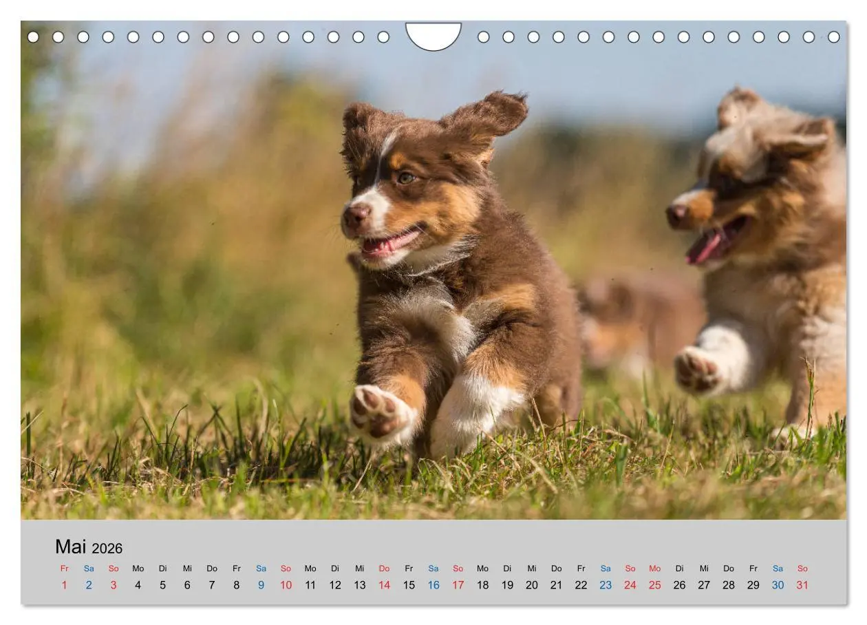 Bild: 9783457719350 | Australian Shepherd Welpen 2026 (Wandkalender 2026 DIN A4 quer),...