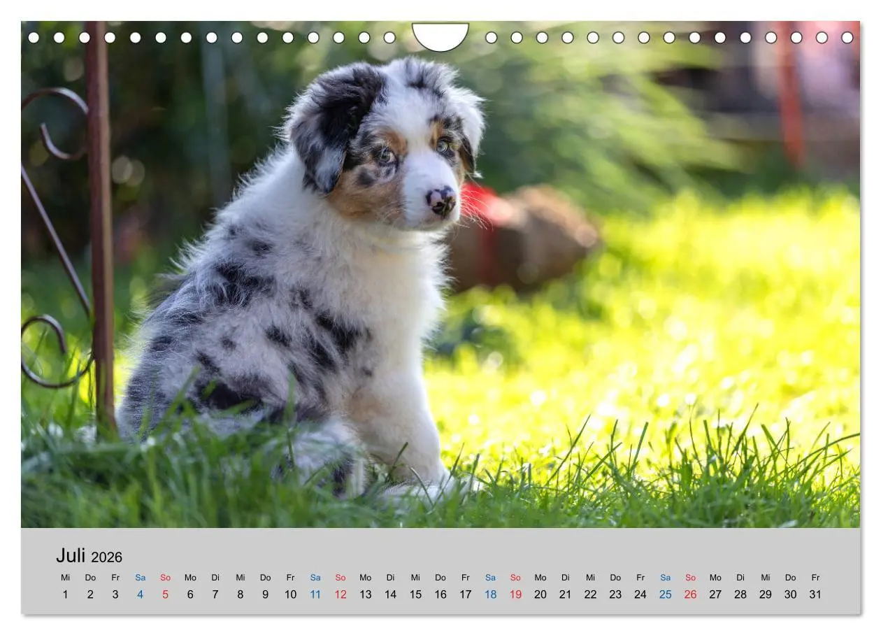 Bild: 9783457719350 | Australian Shepherd Welpen 2026 (Wandkalender 2026 DIN A4 quer),...