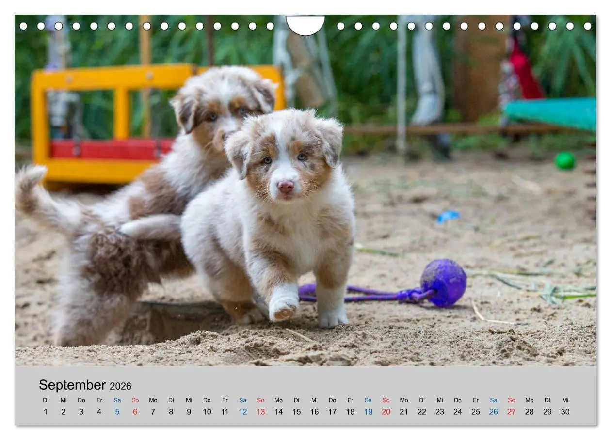 Bild: 9783457719350 | Australian Shepherd Welpen 2026 (Wandkalender 2026 DIN A4 quer),...