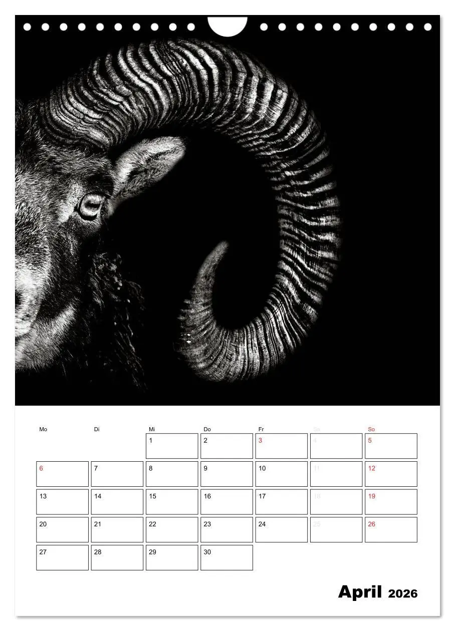 Bild: 9783516429350 | Charakterköpfe aus der Welt der Tiere (Wandkalender 2026 DIN A4...
