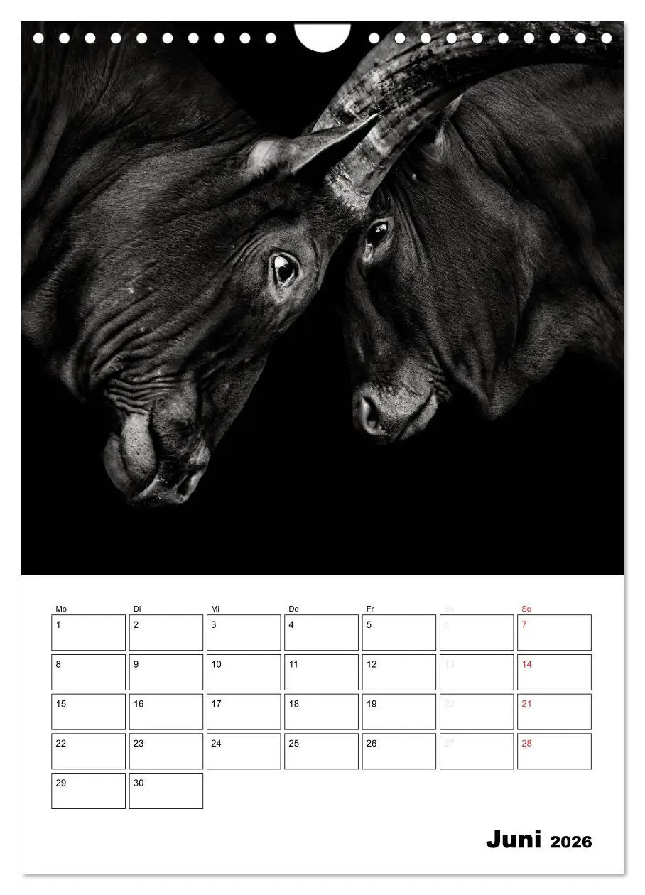 Bild: 9783516429350 | Charakterköpfe aus der Welt der Tiere (Wandkalender 2026 DIN A4...