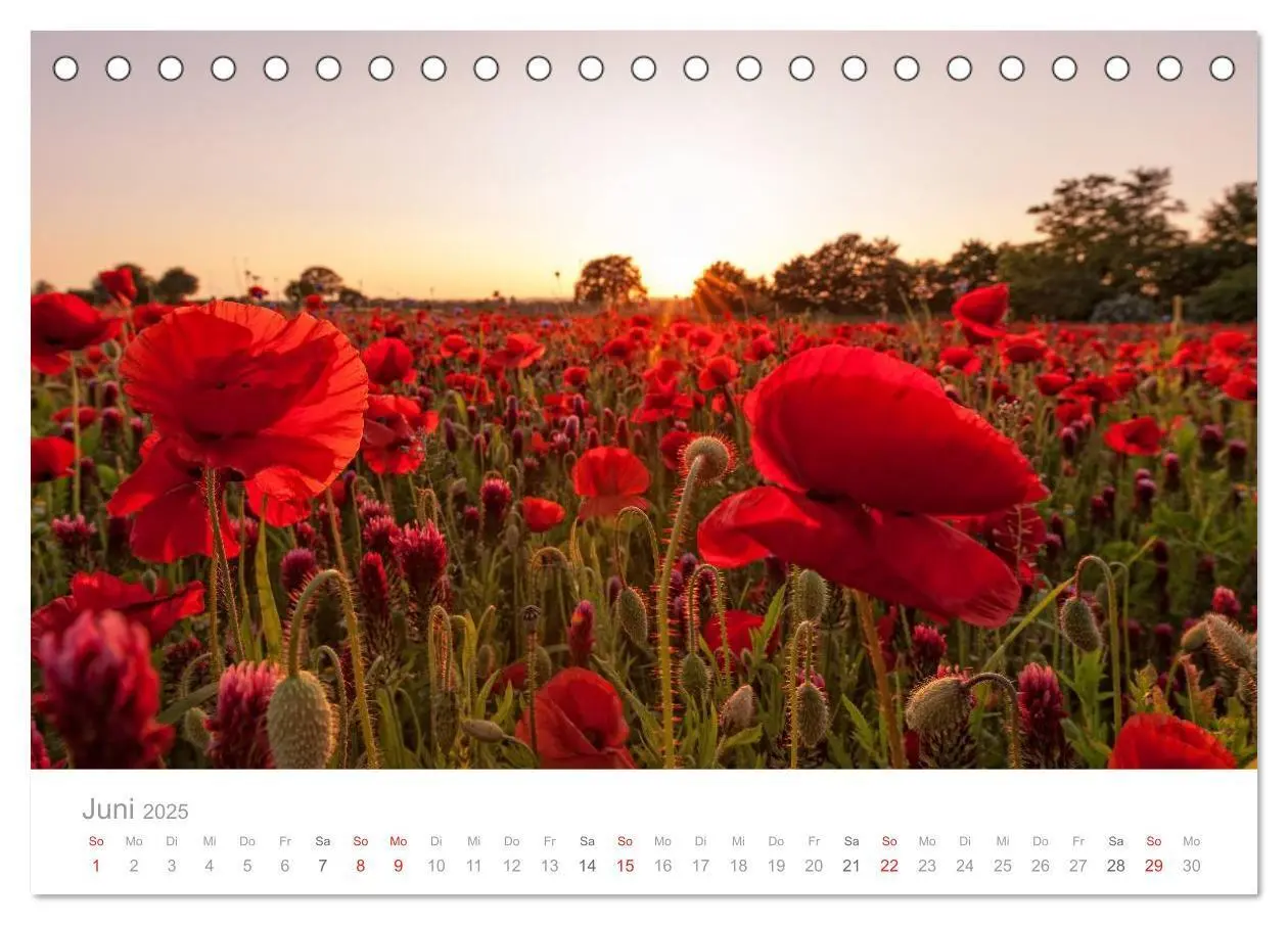 Bild: 9783435619450 | Lichtreise durch Schleswig-Holstein (Tischkalender 2025 DIN A5...