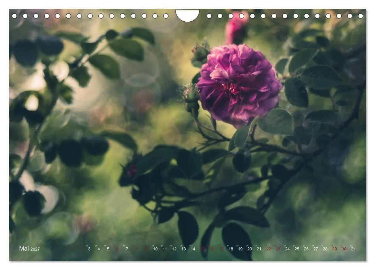 Bild: 9783569819450 | Die Welt der Alten Rosen (Wandkalender 2027 DIN A4 quer), CALVENDO...