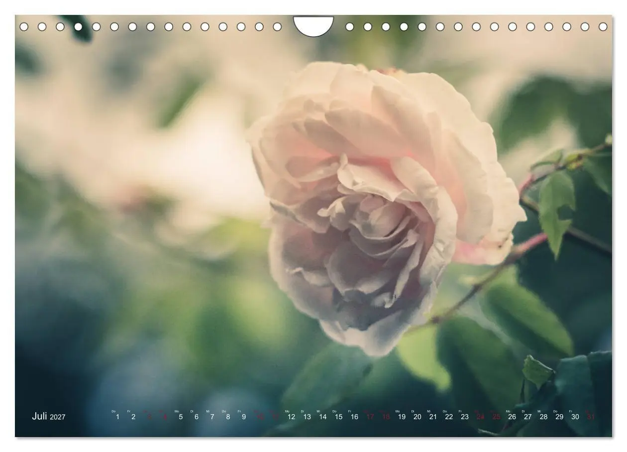 Bild: 9783569819450 | Die Welt der Alten Rosen (Wandkalender 2027 DIN A4 quer), CALVENDO...