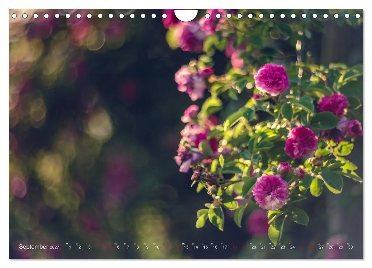 Bild: 9783569819450 | Die Welt der Alten Rosen (Wandkalender 2027 DIN A4 quer), CALVENDO...