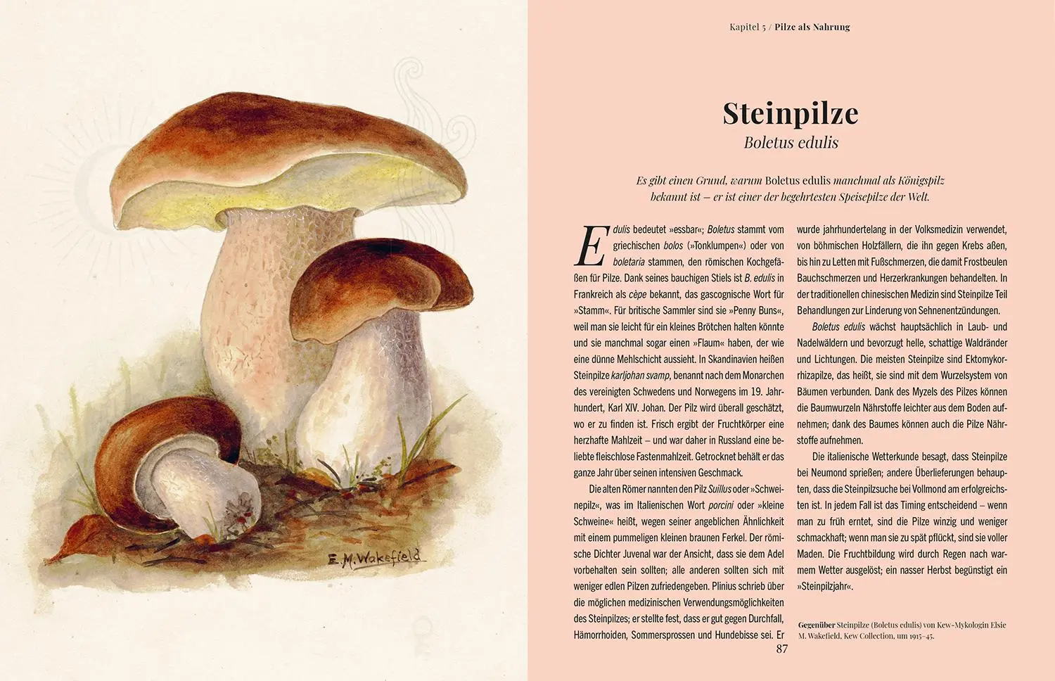 Bild: 9789463599450 | Die Magie der Pilze | Sandra Lawrence | Buch | 208 S. | Deutsch | 2025