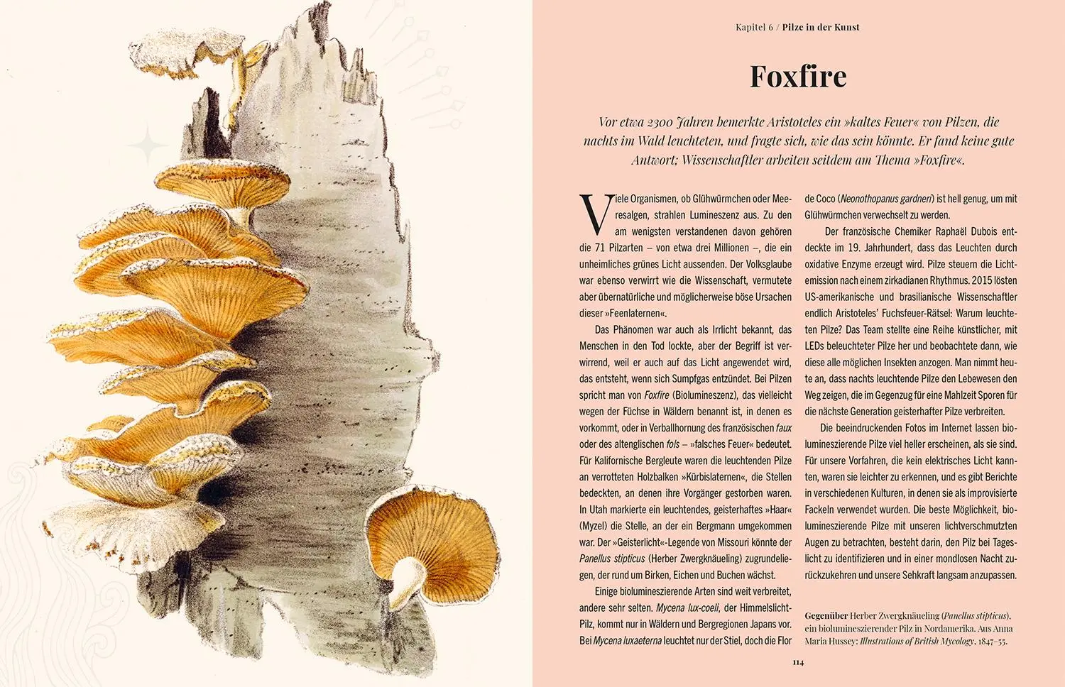 Bild: 9789463599450 | Die Magie der Pilze | Sandra Lawrence | Buch | 208 S. | Deutsch | 2025