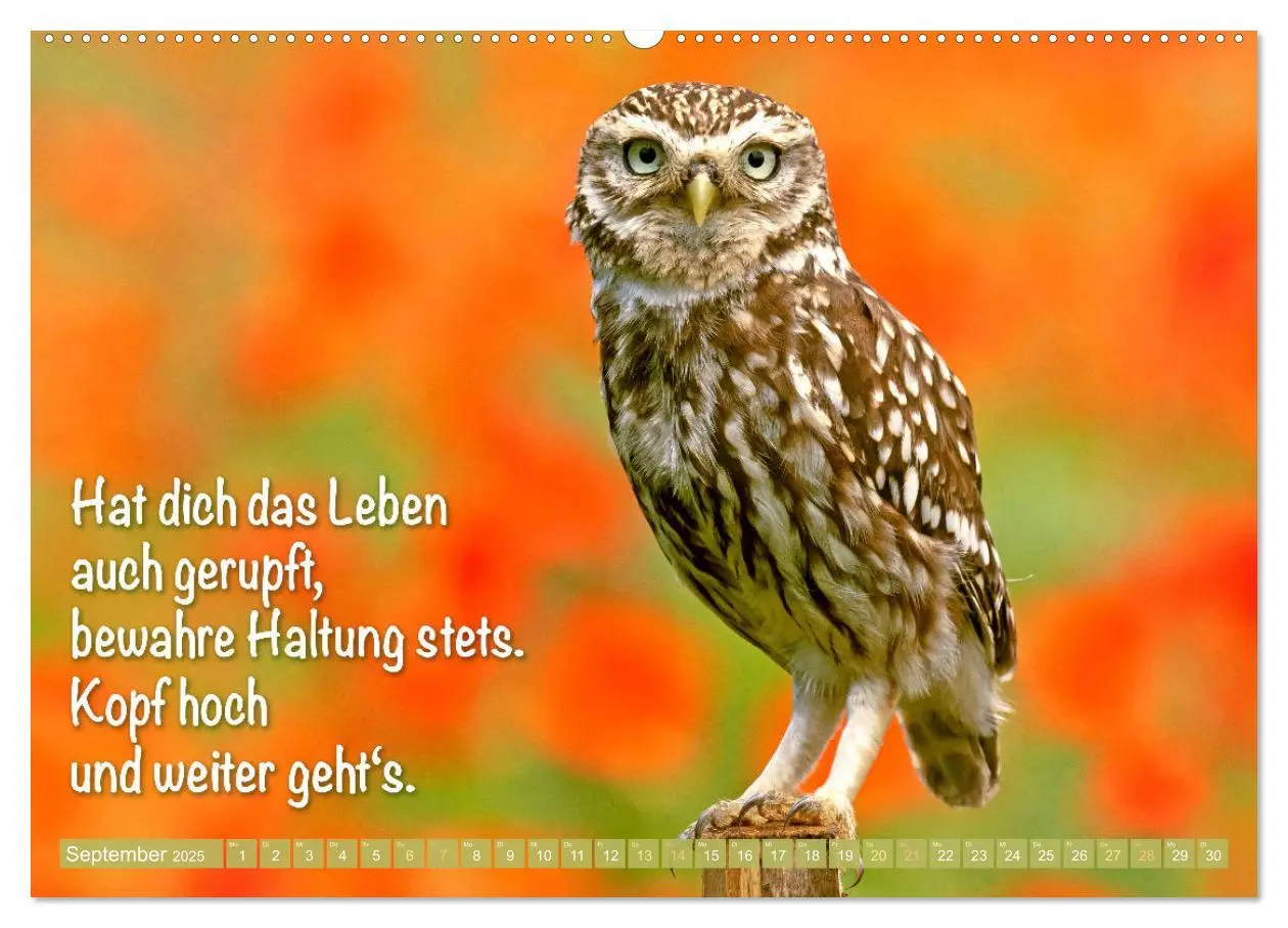 Bild: 9783457179550 | Die Eulen sind los: Edition lustige Tiere (Wandkalender 2025 DIN A2...