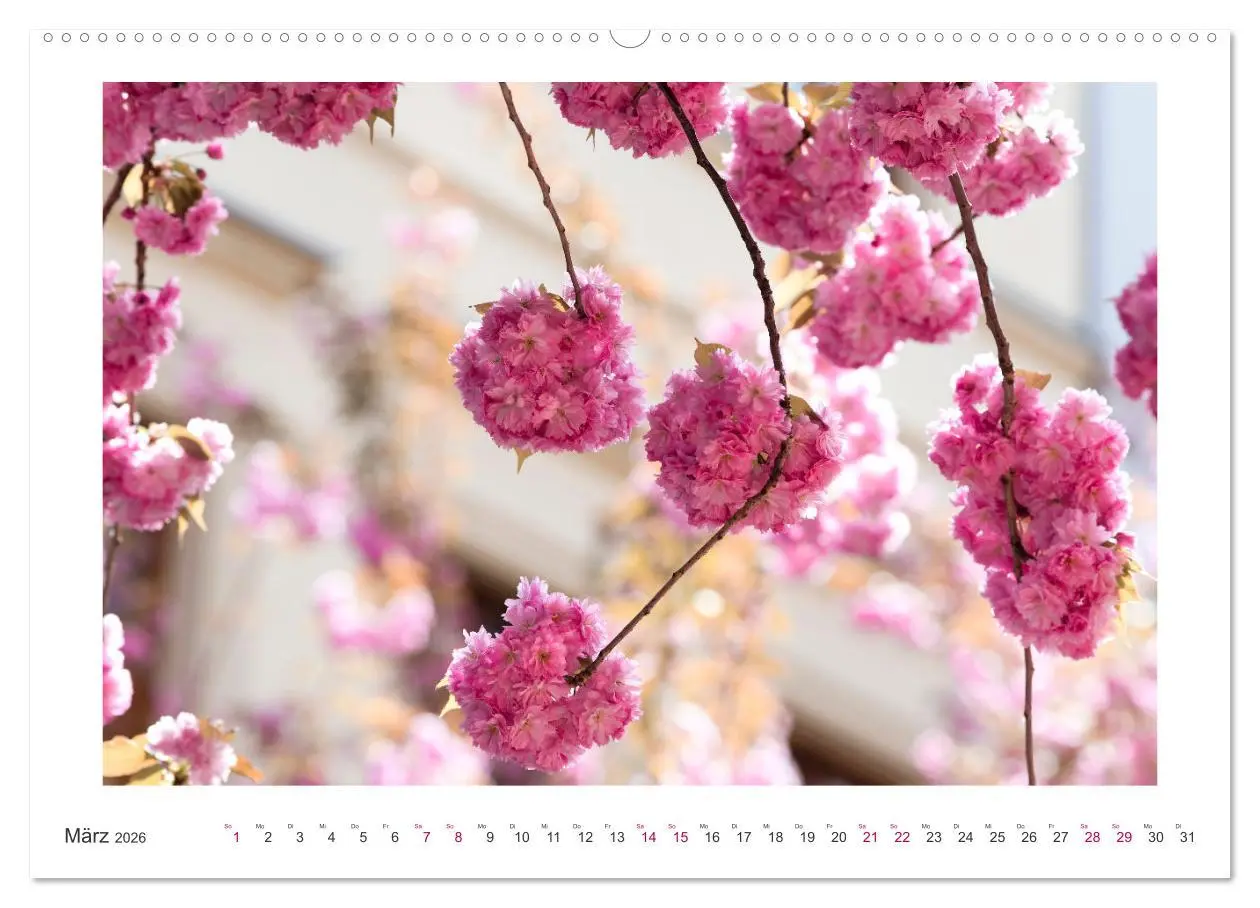 Bild: 9783457559550 | Japanische Kirschblüte in Bonn (Wandkalender 2026 DIN A2 quer),...